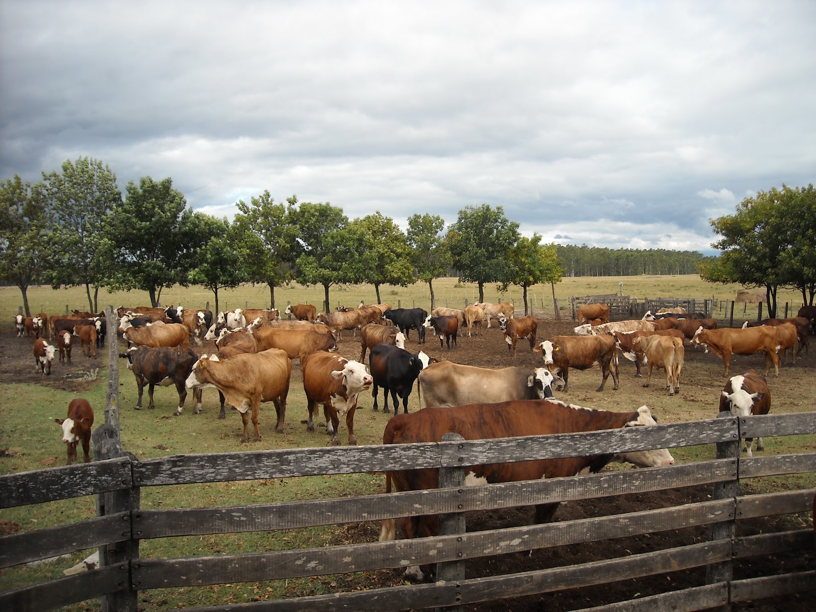 Vigilancia rural · Agro