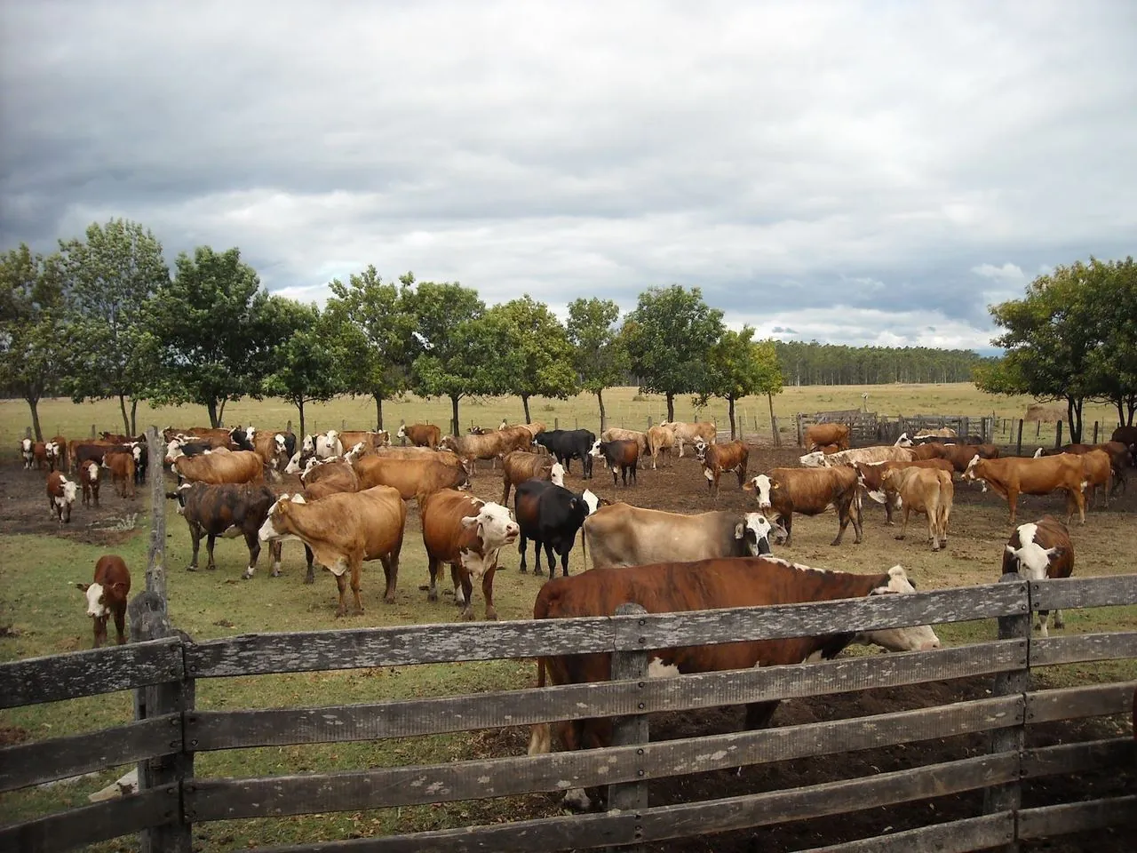 Vigilancia rural · Agro